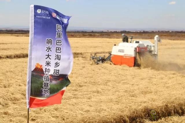 未來農(nóng)業(yè)價值可期！阿里、京東、華為，碧桂園紛紛發(fā)力數(shù)字農(nóng)業(yè)