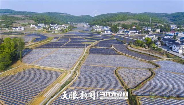 播州區(qū):發(fā)展現(xiàn)代農業(yè) 引領群眾致富