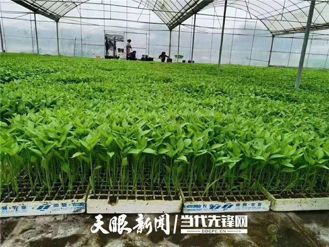 播州區(qū):發(fā)展現(xiàn)代農業(yè) 引領群眾致富