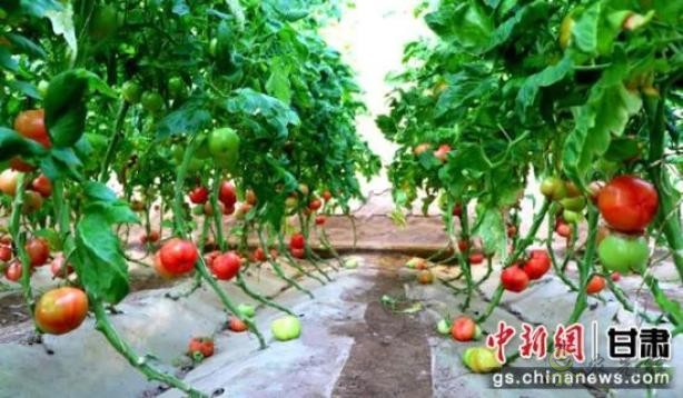 蘇武現代農業產業園內"農旅融合"，農民"賣"風景增收添新徑