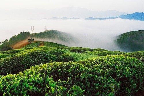 農業(yè)扶貧