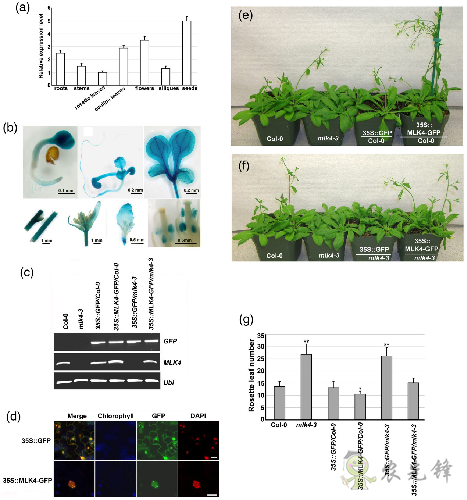 植物開花早晚是如何被精準調控的?