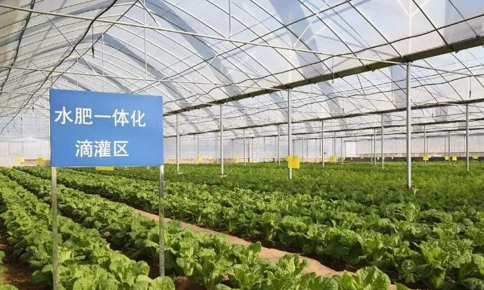 【專家解讀】柯炳生:有機農(nóng)業(yè)的發(fā)展還是比較受限