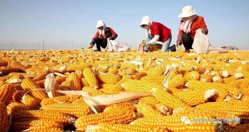 兩部門(mén)：繼續(xù)實(shí)施玉米和大豆生產(chǎn)者補(bǔ)貼等政策
