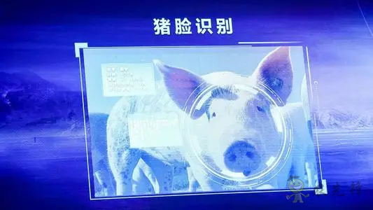 華為養(yǎng)豬帶來的效應(yīng)，AI+視覺技術(shù)正推進智慧農(nóng)業(yè)