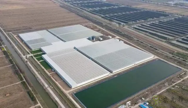 成串小番茄你見過嗎？“現代農業”讓崇明農戶“靠數據吃飯”