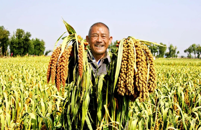 【結構調整】張雜谷:發(fā)揮旱作優(yōu)勢 打造富民產(chǎn)業(yè)