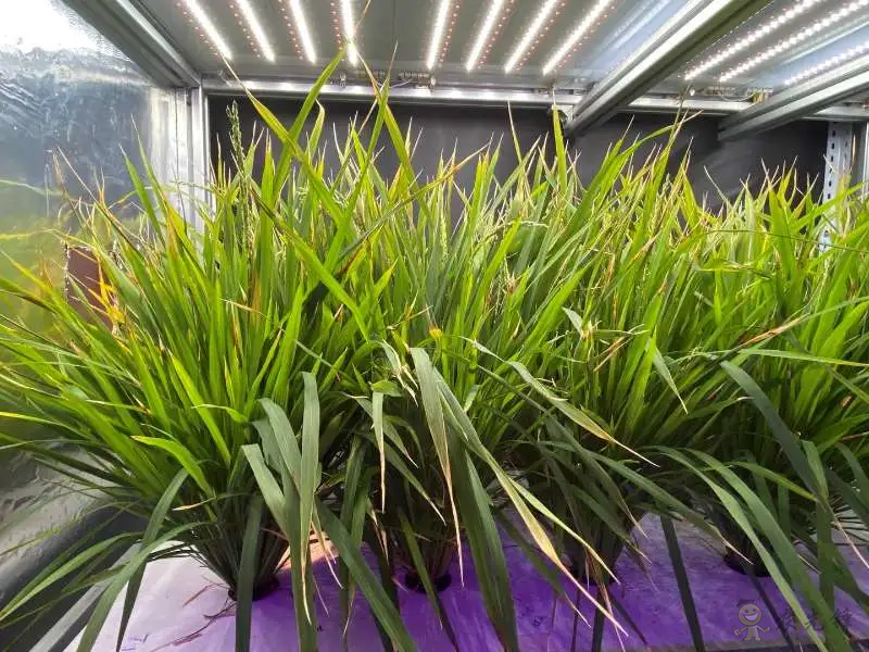 植物工廠60天收獲:我國實現水稻生育周期減半重要突破