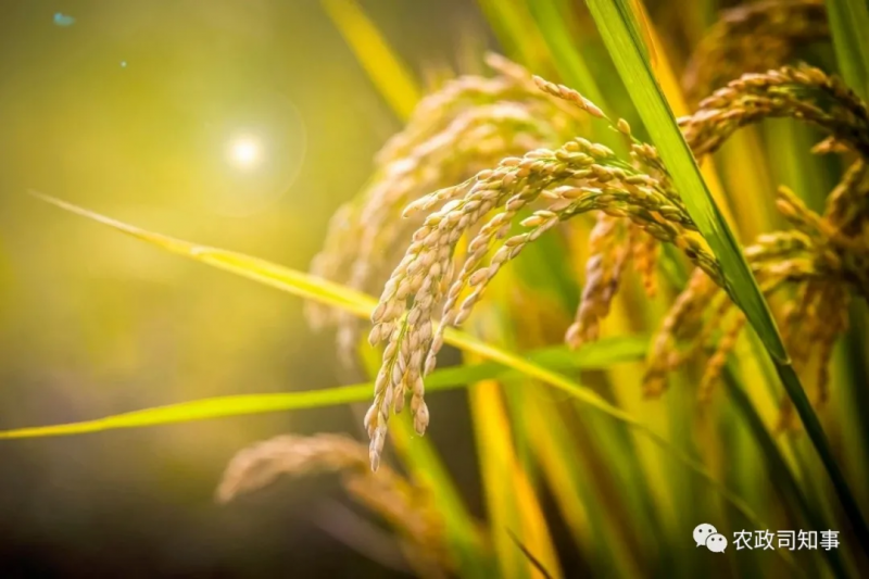 全球糧食危機:中國打了一場驚心動魄的糧食大戰!