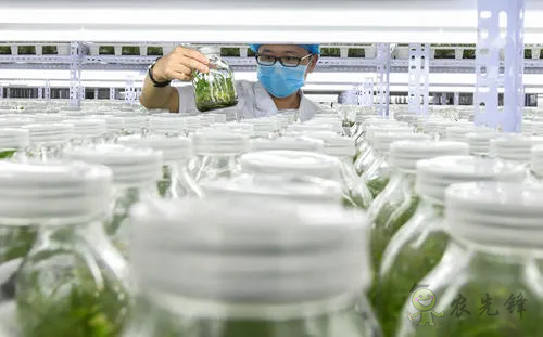 中外生物育種存在三大差距，專家建議打造“種業(yè)航母”