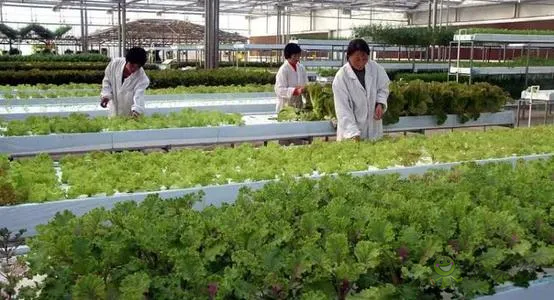 中外生物育種存在三大差距，專家建議打造“種業(yè)航母”