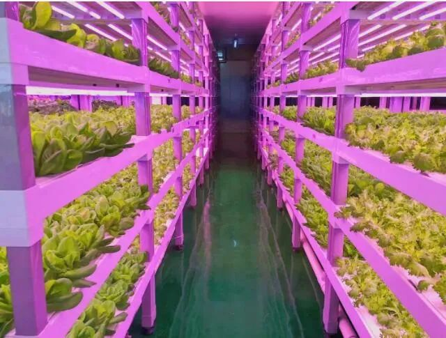透視中日荷三國(guó)“植物工廠”案例，植物工廠的下一站又是什么