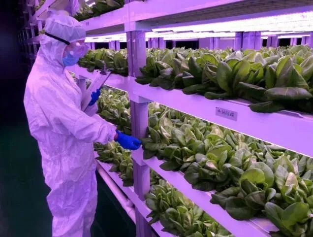 透視中日荷三國(guó)“植物工廠”案例，植物工廠的下一站又是什么