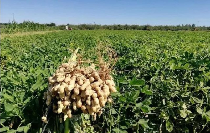 胡春華副總理強調：要把擴種大豆油料擺在突出重要位置來抓，提高油菜機械化水平