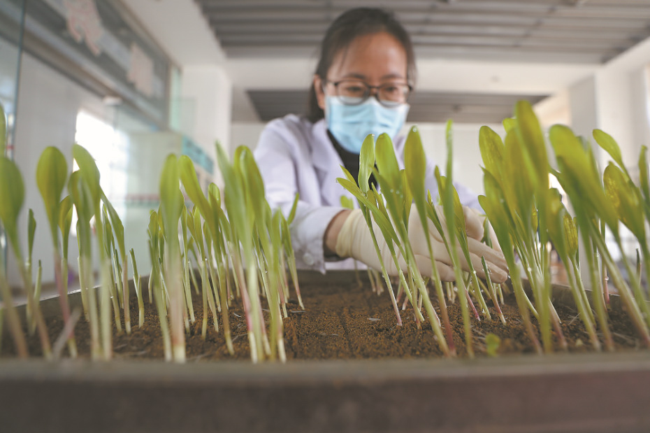 深度透視！農業“芯片”：中國種子戰略