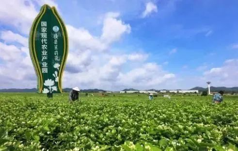【縣域農業】縣域是未來農業品牌建設的主戰場！
