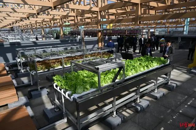 3.36億畝近8億噸！《2023年中國蔬菜產業發展報告》發布